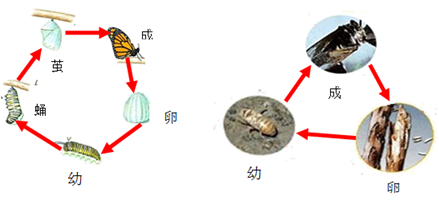 蝉在生长发育过程中要经过(      ),幼虫,(      )三个阶段,而蝴蝶则