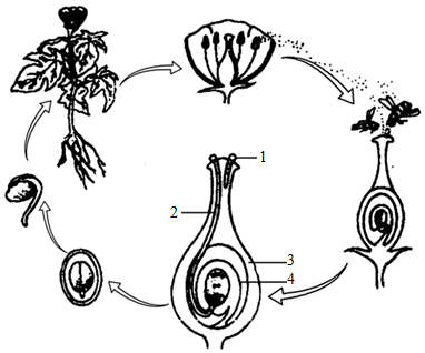 如图是植物开花,结果过程示意图,请回答下列问题