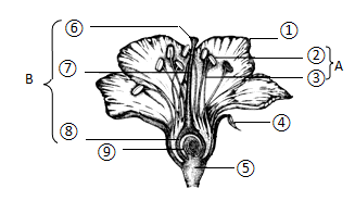 如图是花的基本结构示意图