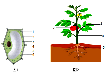 番茄细胞手绘图图片