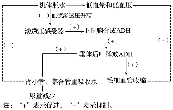 抗利尿激素adh是调节机体水盐平衡的重要激素其化学本质是多肽下图为