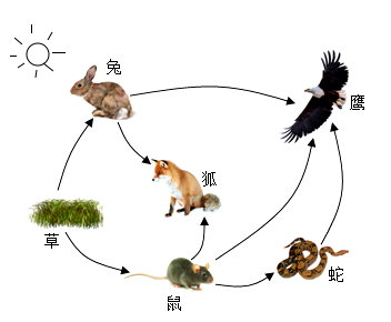 自然界生物链图片