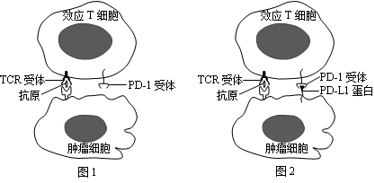 效應t細胞可通過細胞膜上tcr受體識別腫瘤細胞上的相應抗原並進行攻擊