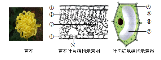 请回答下列问题(1)构成菊花的结构和功能的基本单位是