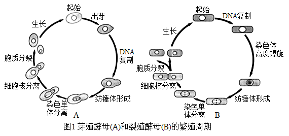 芽殖酵母和裂殖酵母被广泛地应用于细胞周期研究中