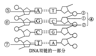 如圖所示為大腸桿菌的dna(片段)結構示意圖,該片段含有200個鹼基,其中