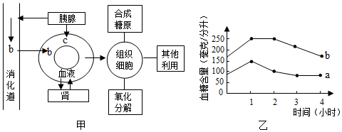 糖类的消化过程示意图图片