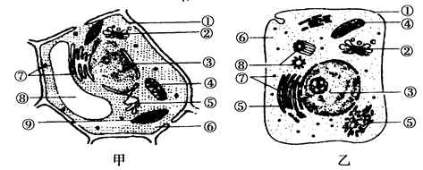 下图甲,乙分别是两类高等生物细胞的亚显微结构模式图,请据图回答