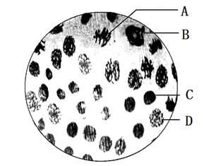 洋葱根尖细胞 结构图图片