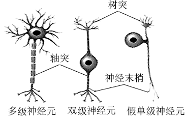 如图为人体不同类型的神经元结构模式图下列叙述正确的是