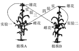 玉米是雌雄同株异花植物采用ab两株玉米进行如图所示的遗传实验图中四