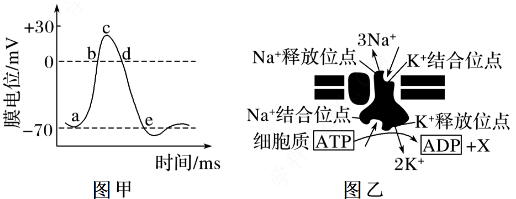 神经细胞的静息电位和动作电位与通道蛋白关系紧密.