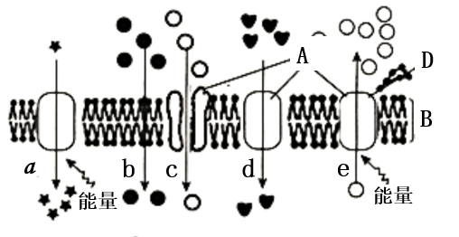 >細胞的代謝>酶與atp>atp在能量代謝中的作用>atp的結構簡式及組成>