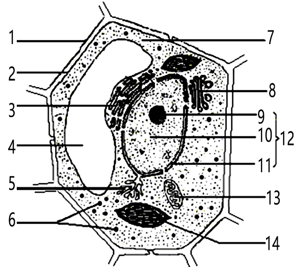 红辣椒果肉细胞结构图片
