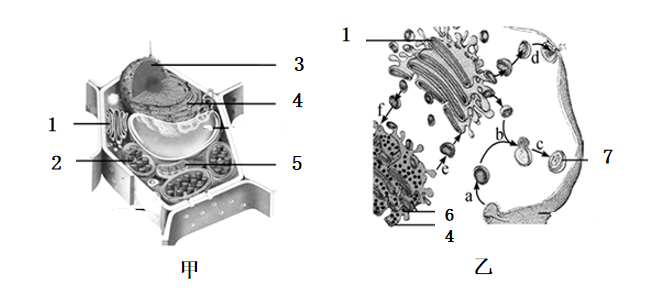 圖甲為植物細胞亞顯微結構模式圖,圖乙為動物細胞部分結構及某些生理