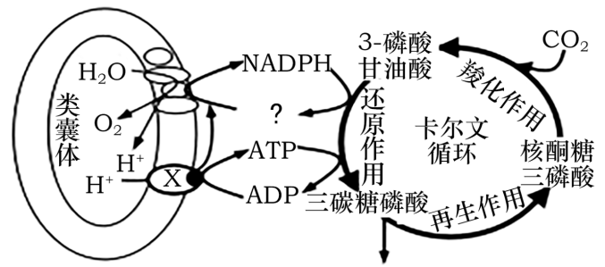 請據圖回答問題:(1)類囊體膜中的主要光合色素有葉綠素和