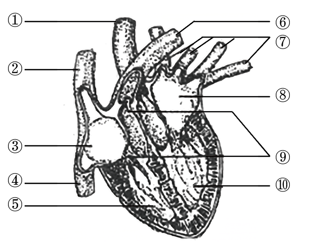 图为心脏结构示意图,据图回答下列问题