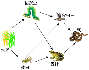 (1)作为一个完整的生态系统,图中缺少的成分是