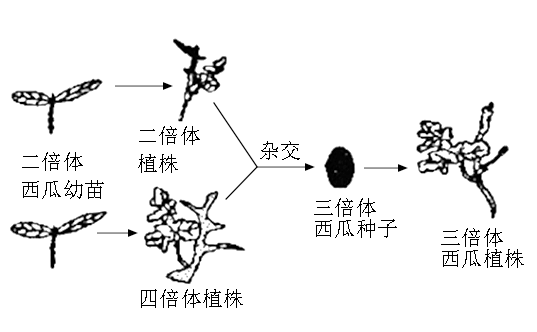 下图表示的是培育三倍体无子西瓜的方法若图中二倍体西瓜植株的基因型
