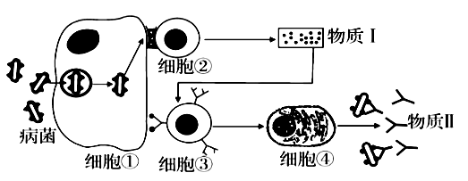 高中生物綜合庫 穩態與環境 動物和人體生命活動的調節 免疫調節 體液