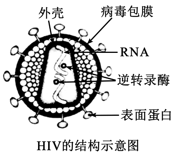 sars病毒结构示意图图片