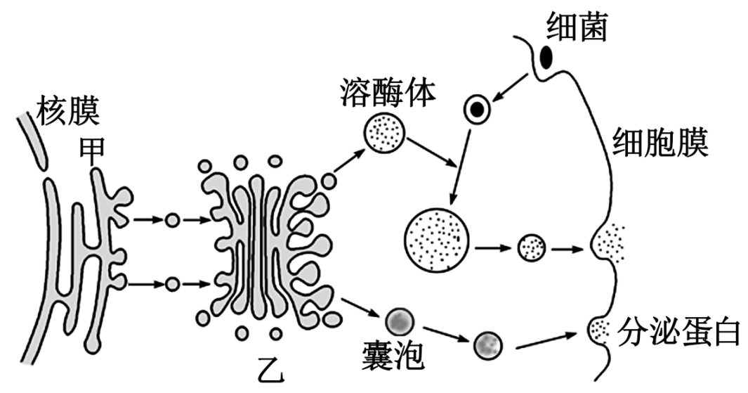 溶酶体简图图片