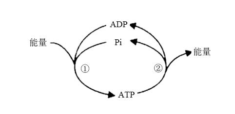 如图为细胞中atp与adp相互转化的过程示意图下列相关叙述错误的是( )