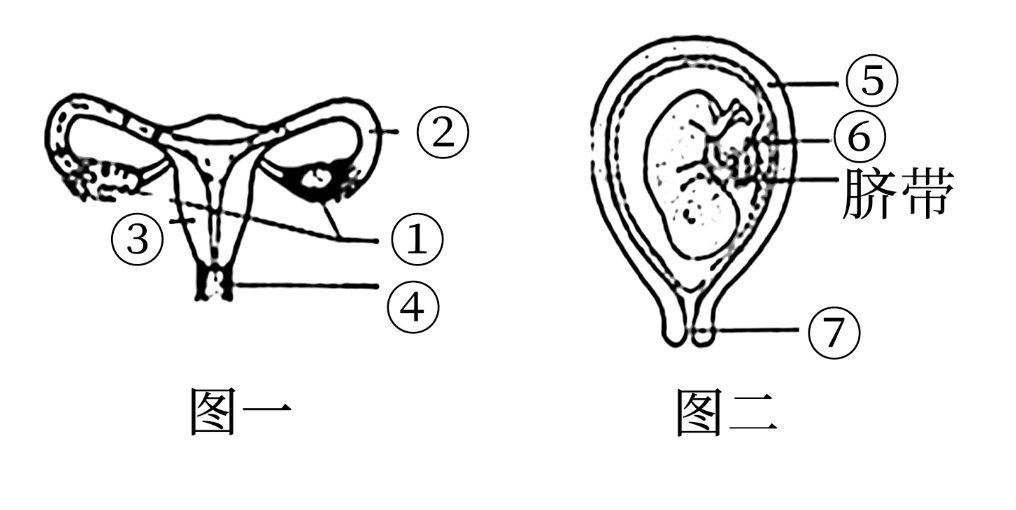 如图一是女性生殖系统示意图(正面),图二是人胚胎发育的某一阶段示意
