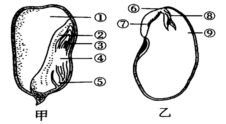 请根据下面玉米种子和菜豆种子的结构示意图回答问题里填序号填结构