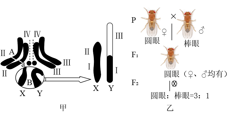 果蝇是遗传学实验中常用的实验材料,如图甲是果蝇体细胞染色体图解