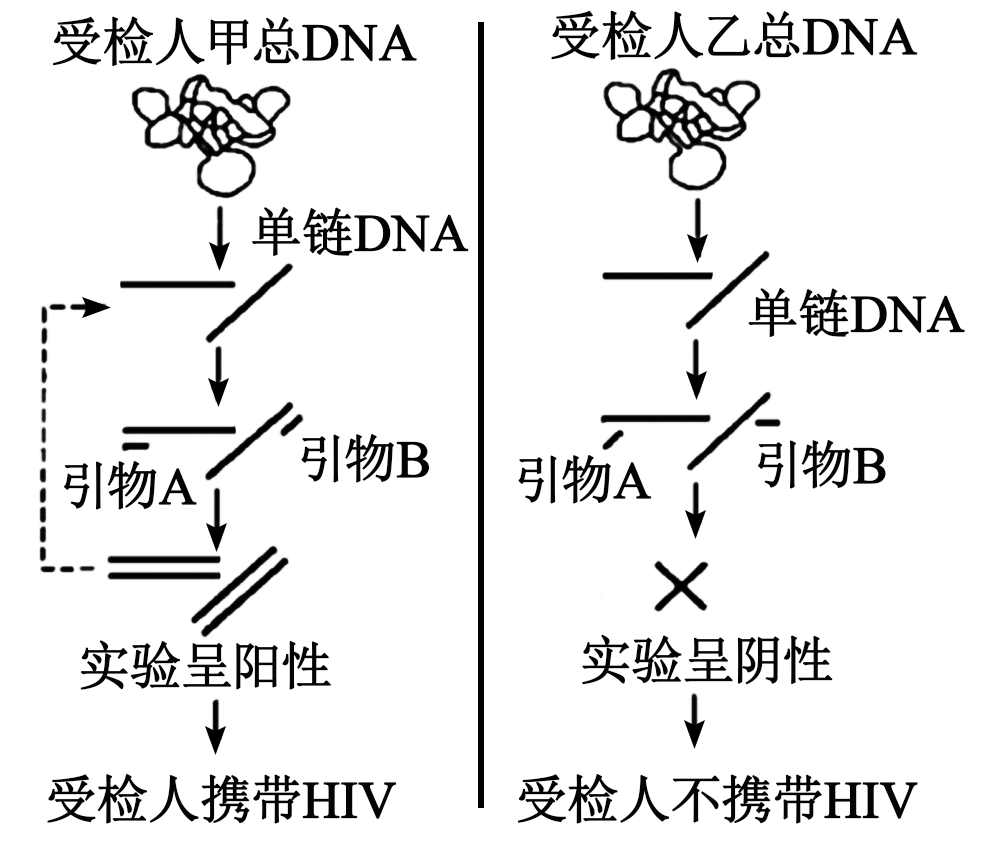hiv逆转录过程图解图片