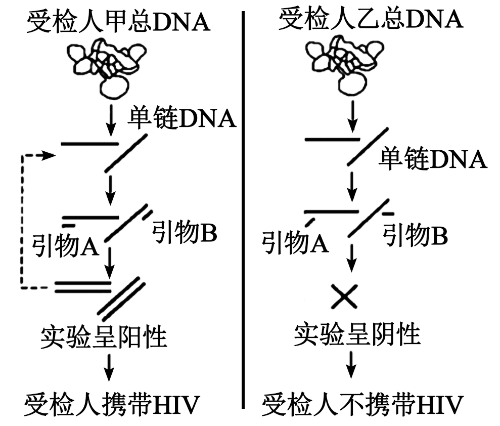 如图为利用pcr技术检测受检人是否携带hiv属于逆转录病毒的示意图请