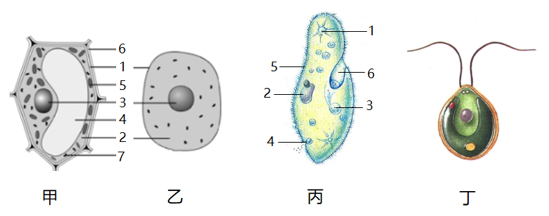 草履虫的结构功能图图片