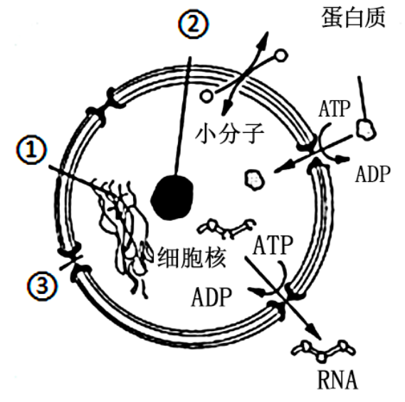 细胞核结构图简笔画图片