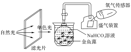 为了测定金鱼藻光合作用强度某同学设计了如图所示的实验装置氧气