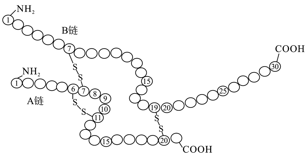 两条肽链图片图片