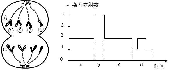 图c时期可形成28对四分体,左图所示时期对应图中的d区段d.