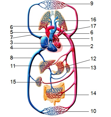五脏气血循环示意图图片