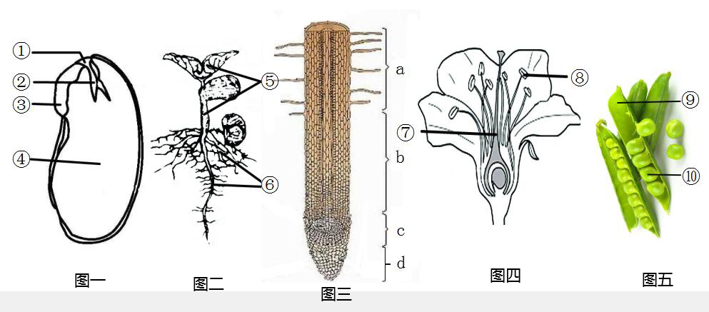 大豆花的结构示意图图片