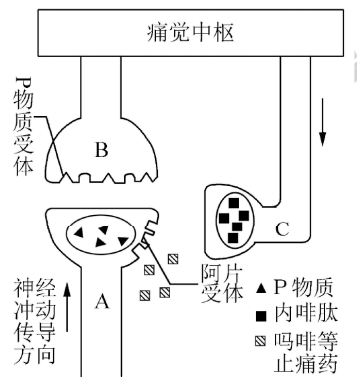 內啡肽怎麼產生