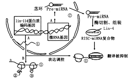 作用基因调控mirna在细胞中的生成过程mirna调控基因表达的机制植物