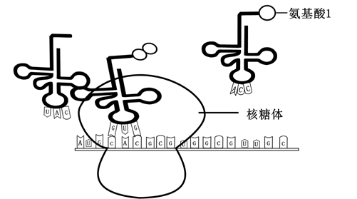 核糖体模型图图片