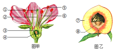 桃子种子的结构图片