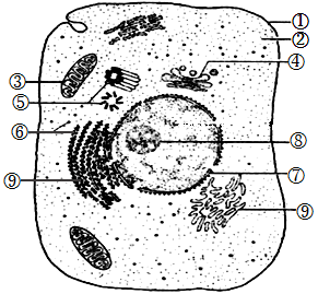 动物细胞平面图手绘图片