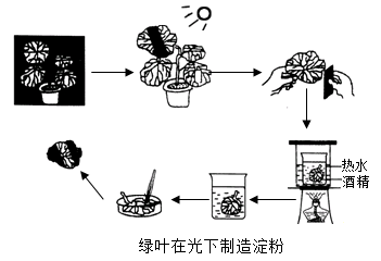 下图为某生物兴趣小组探究绿叶在光下制造淀粉的实验过程请判断下列小