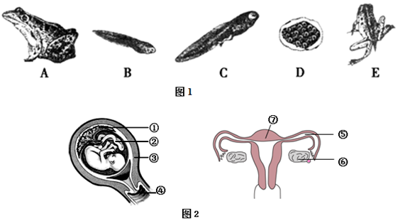 据图回答下列问题:(1)图1中有关青蛙发育过程的正确顺序是: