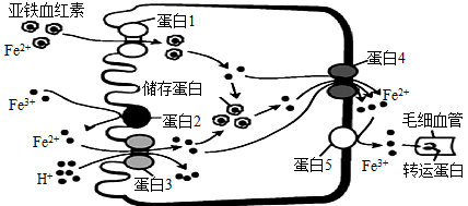 铁离子原子结构示意图图片