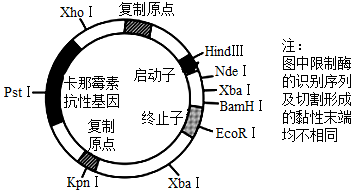 示意圖,現欲使用該質粒表達人生長激素,但人生長激素基因所在的dna