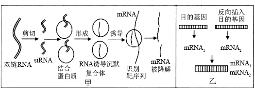 侧支性抑制示意图图片