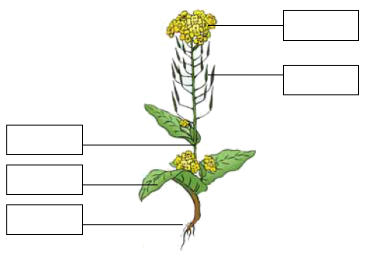 油菜花根茎叶基本结构图片